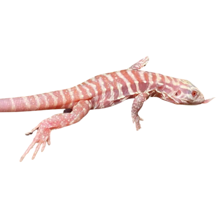 Baby Albino Cherry Ice Tegu #2