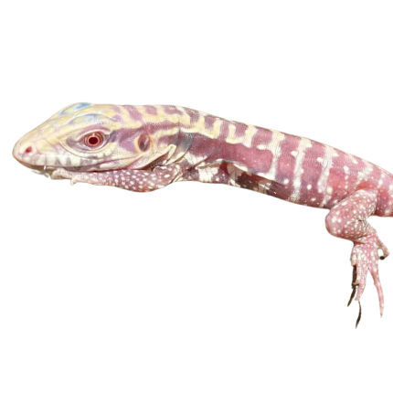 Baby Albino Cherry Ice Tegu #6