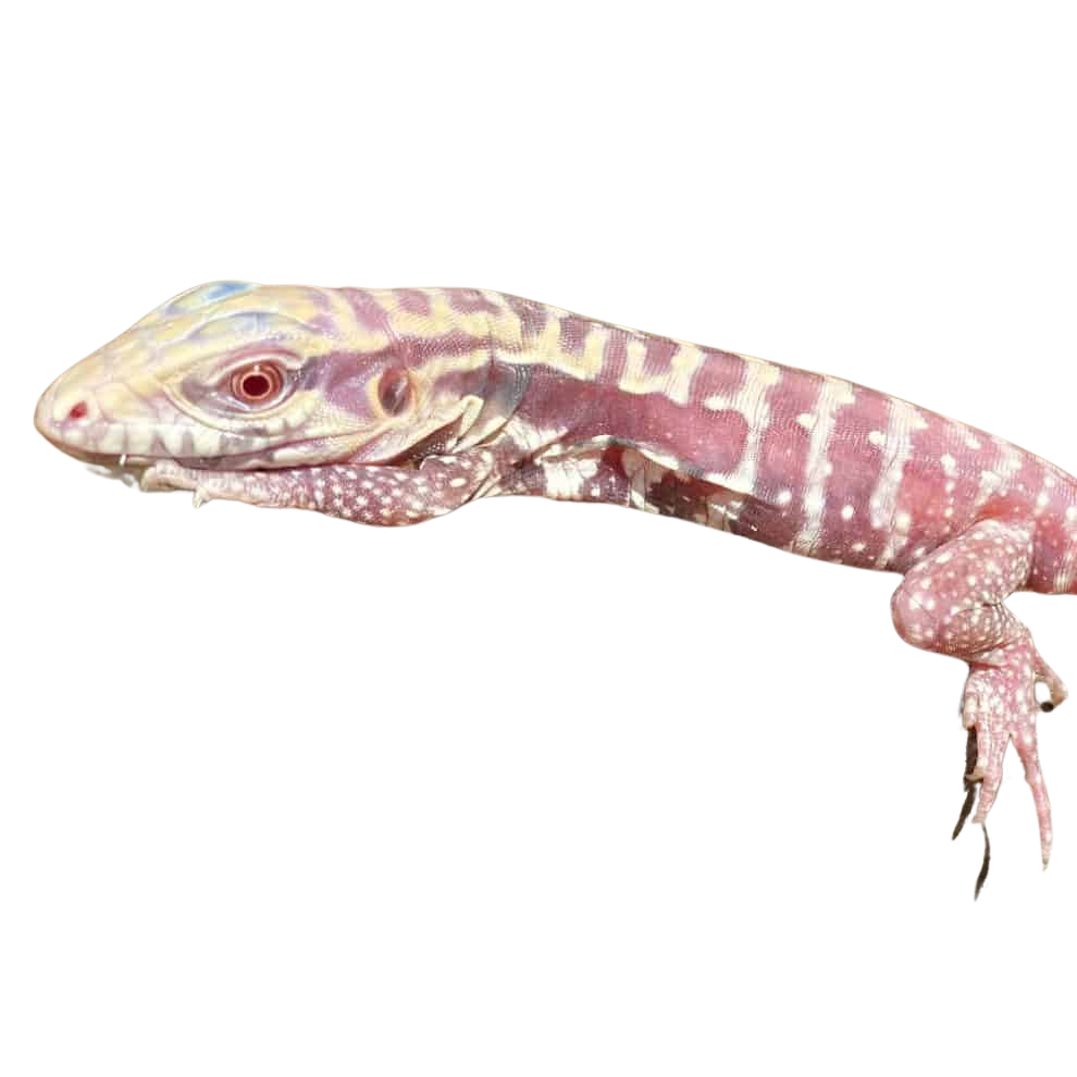 baby-albino-cherry-ice-tegu-6 (1) baby albino cherry ice tegu 6 1
