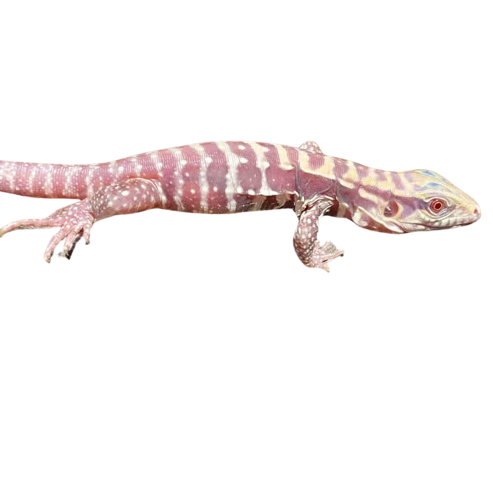 baby-albino-cherry-ice-tegu-6 (2) baby albino cherry ice tegu 6 2
