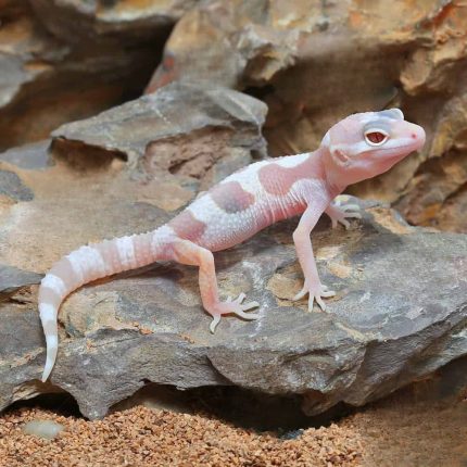 Baby Albino Chocolate Leopard Gecko