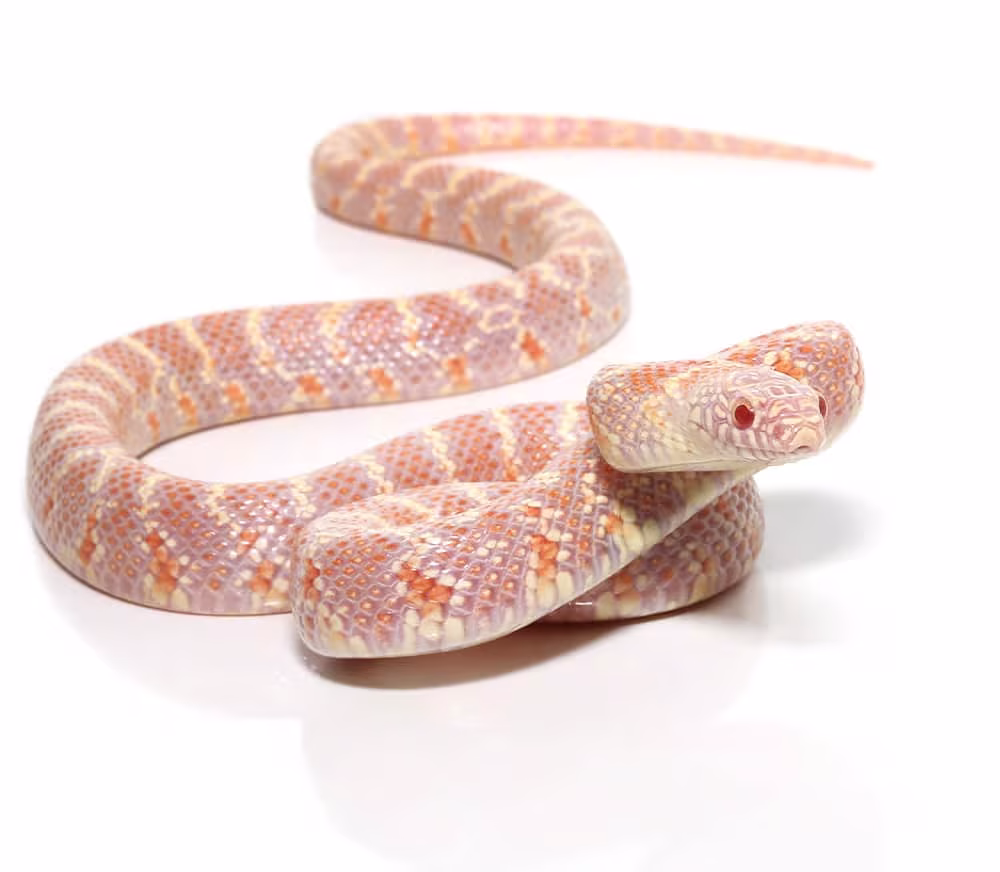 baby-albino-het-lavender-peanut-butter-poss-het-mosaic-axanthic-florida-kingsnake baby albino het lavender peanut butter poss het mosaic axanthic florida kingsnake e1747285960269