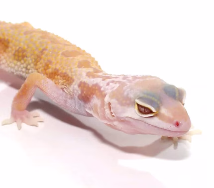 Baby Albino Leucistic Leopard Gecko