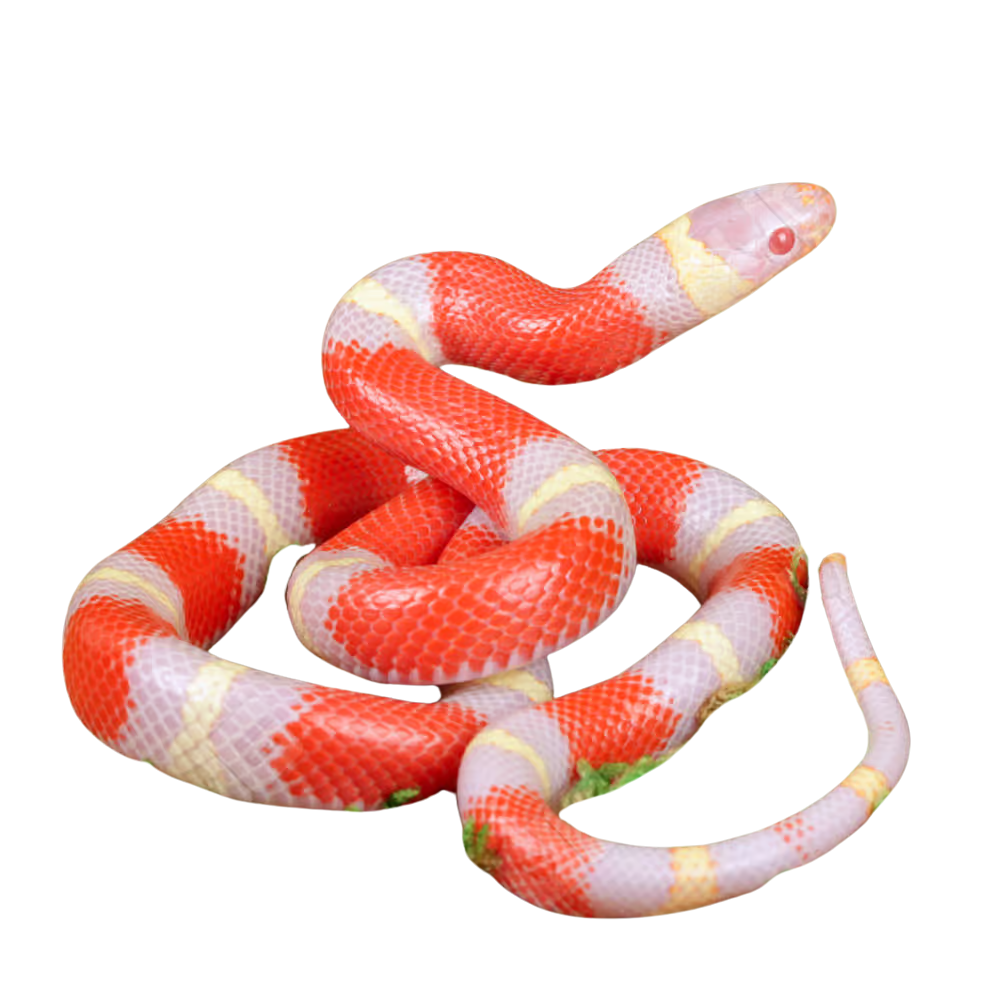 baby-albino-nelsons-milksnake (1) baby albino nelsons milksnake 1
