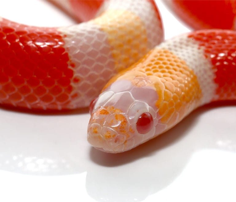 baby-albino-pueblan-milksnake baby albino pueblan milksnake e1747246441140