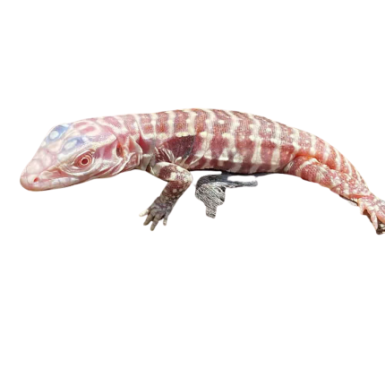 Baby Albino Purple Ice Tegu #1