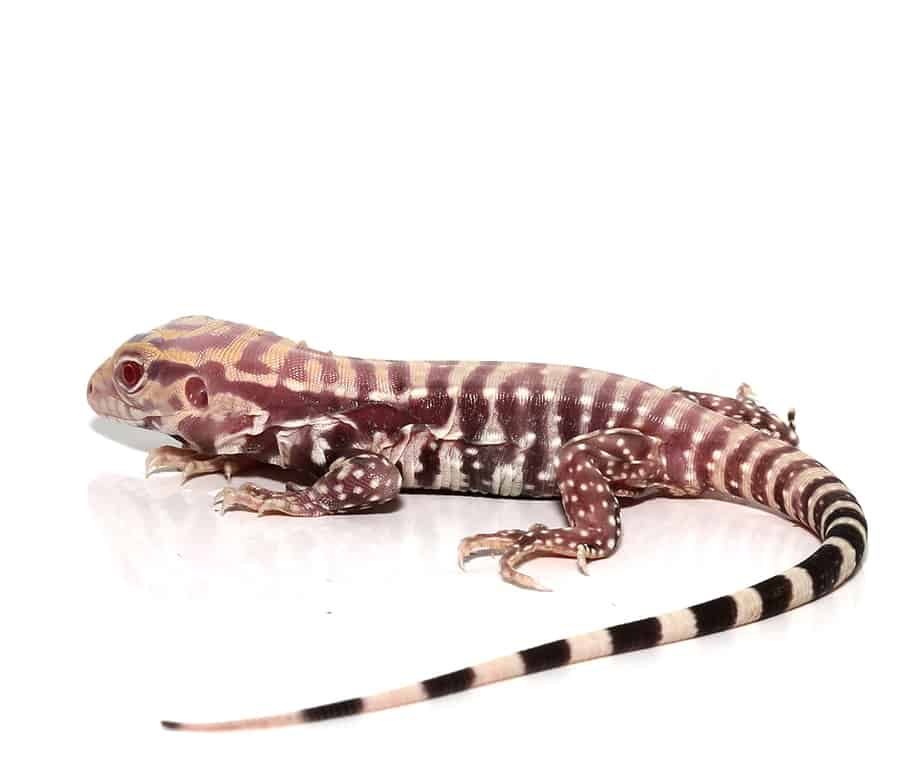 baby-albino-purple-ice-tegu baby albino purple ice tegu e1749702654371