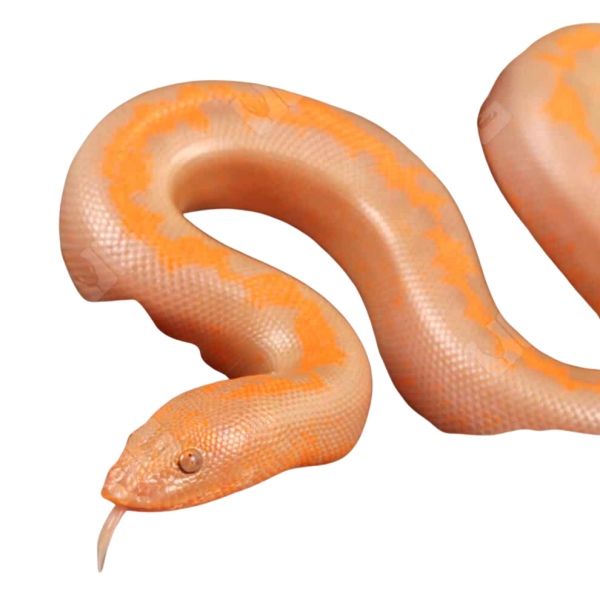 Baby Albino Striped Kenyan Sand Boa