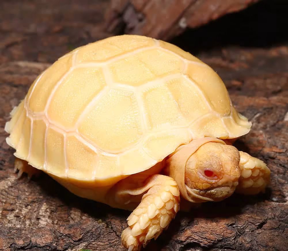 baby-albino-sulcata-tortoise baby albino sulcata tortoise e1750394170683