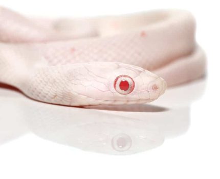 Baby Amel Palmetto Cornsnake