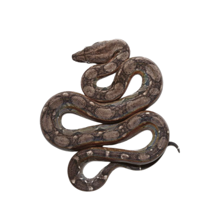 Baby Anery Central American Boa
