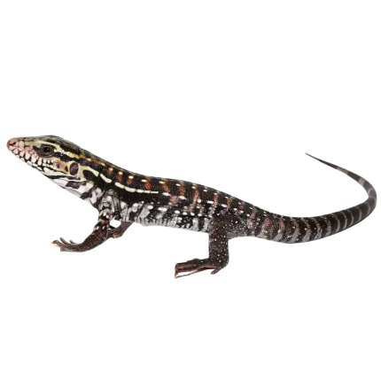 Baby Anery Red Tegu