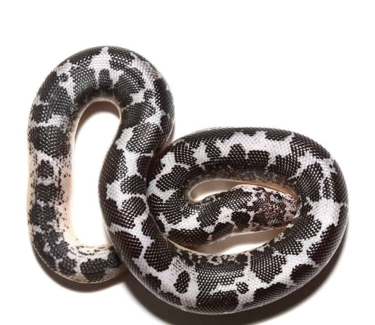 baby-anery-splash-kenyan-sand-boa baby anery splash kenyan sand boa e1746986387383