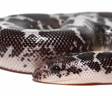 Baby Anery Splash Kenyan Sand Boa