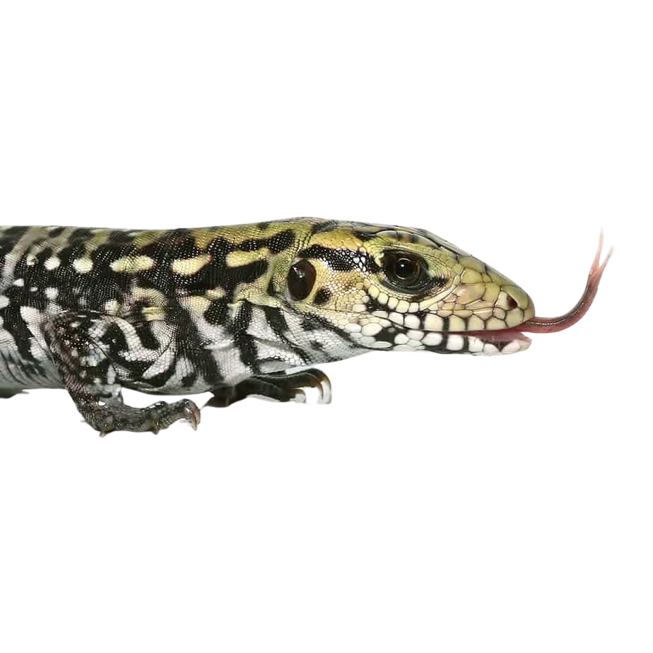 baby-anery-super-red-tegu (1) baby anery super red tegu 1