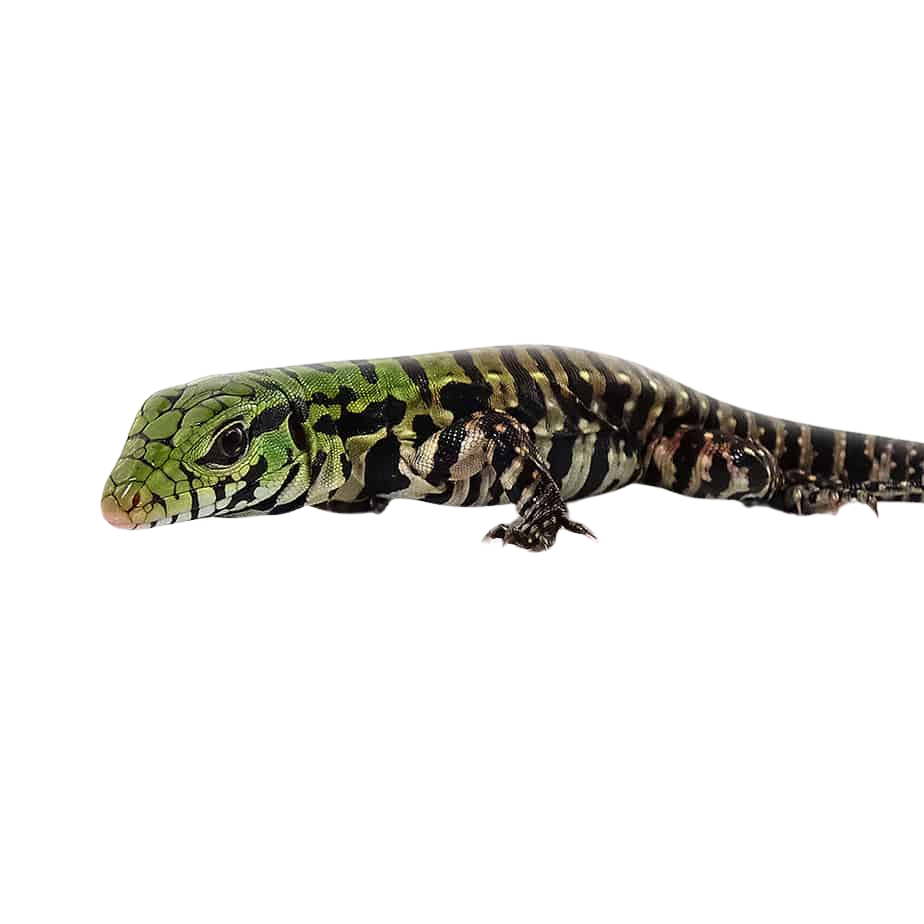 baby-argentine-black-and-white-tegu (1) baby argentine black and white tegu 1