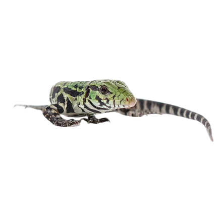 Baby Argentine Black and White Tegu