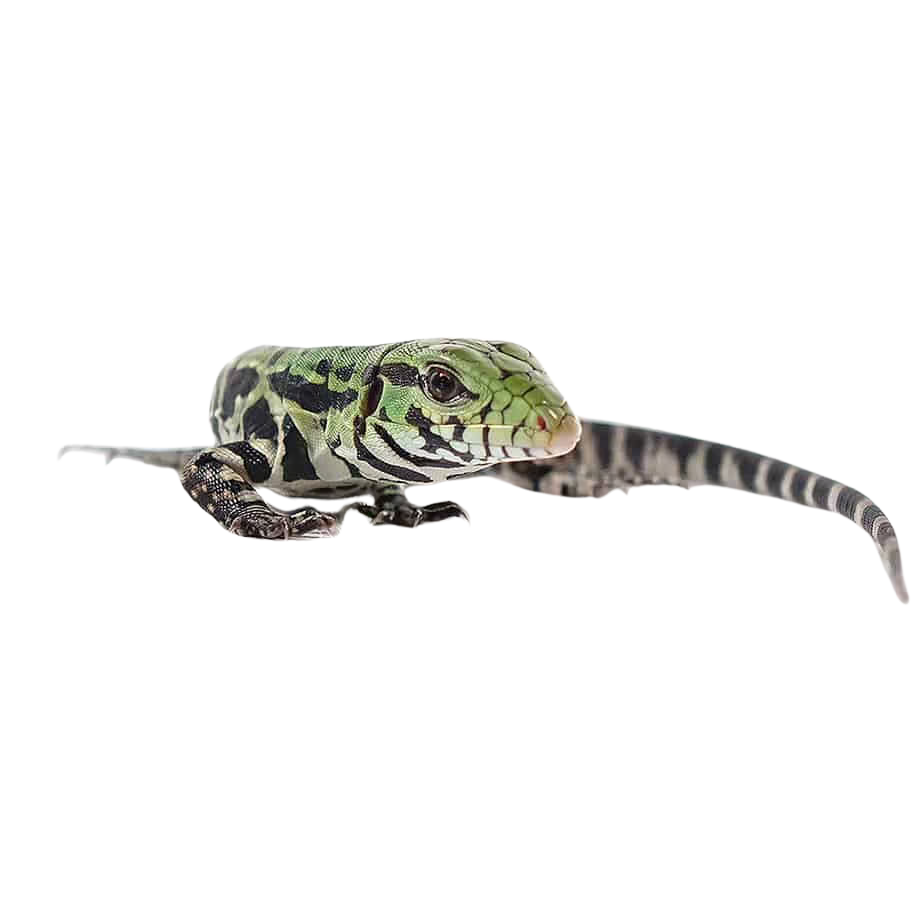 baby-argentine-black-and-white-tegu (2) baby argentine black and white tegu 2