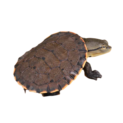 Baby Argentine Sideneck Turtle