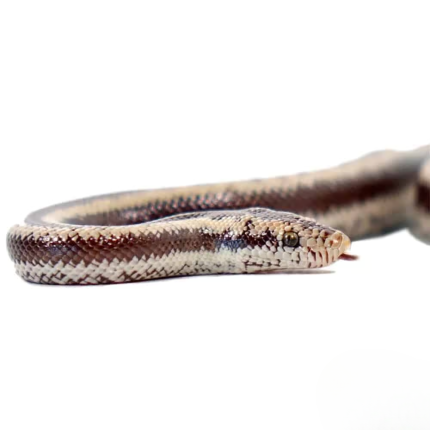 Baby Arizona Rosy Boa
