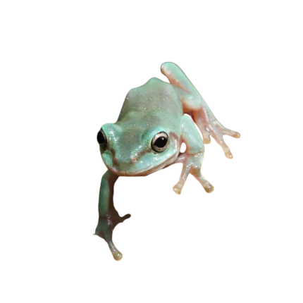 Baby Australian Blue Dumpy Tree Frog