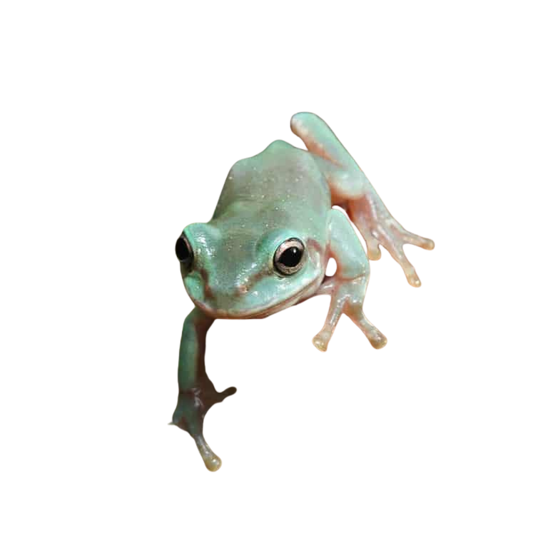 baby-australian-blue-dumpy-tree-frog (1) baby australian blue dumpy tree frog 1