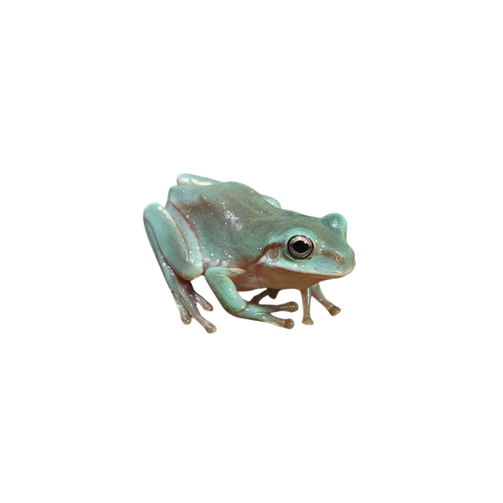 baby-australian-blue-dumpy-tree-frog (2) baby australian blue dumpy tree frog 2