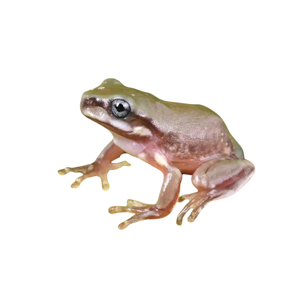 baby-australian-blue-eyed-dumpy-tree-frog (1) baby australian blue eyed dumpy tree frog 1