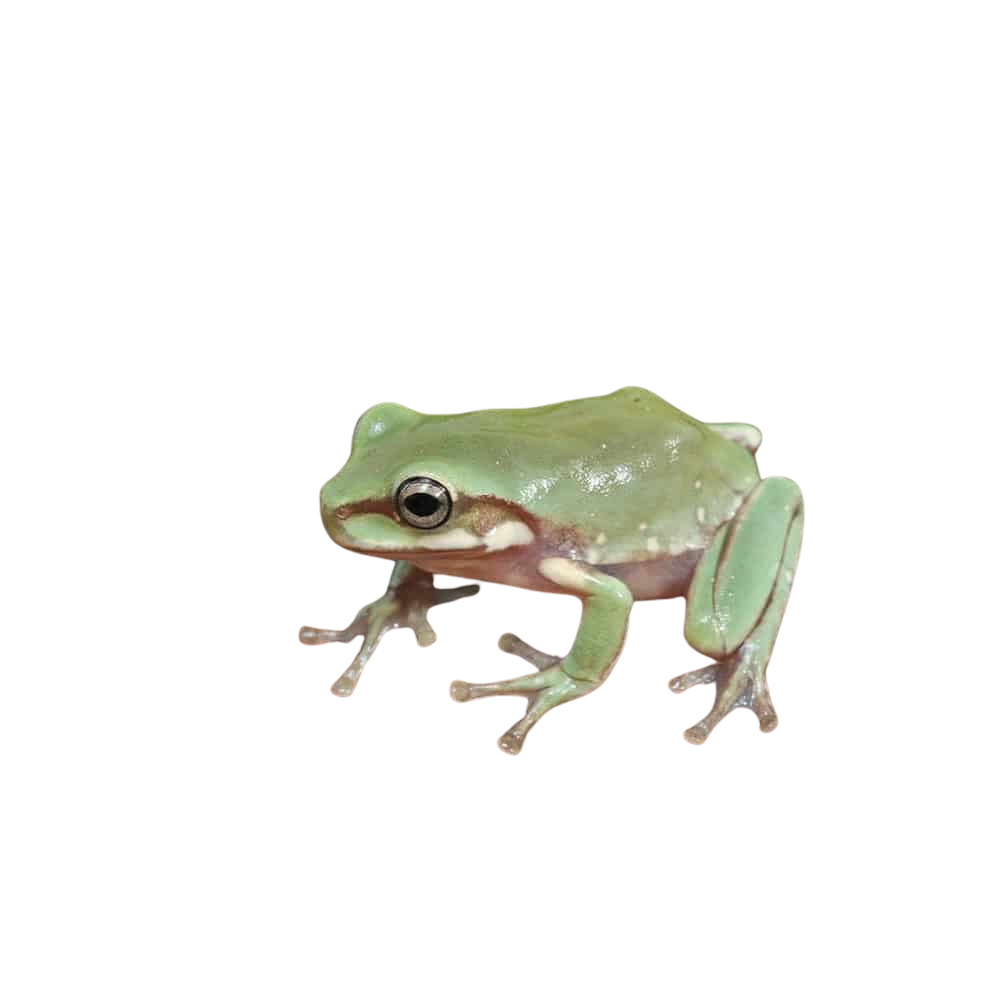baby-australian-dumpy-tree-frog (2) baby australian dumpy tree frog 2