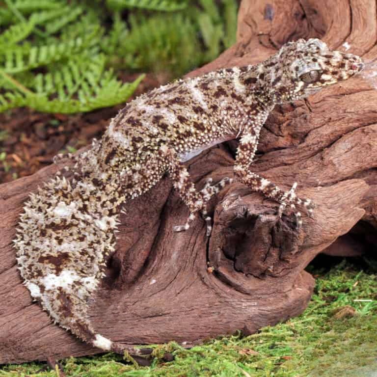 baby-australian-leaf-tailed-gecko (2) baby australian leaf tailed gecko 2