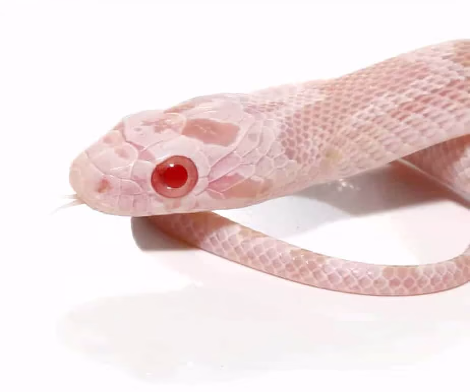 baby-avalanche-cornsnake baby avalanche cornsnake e1747296967672
