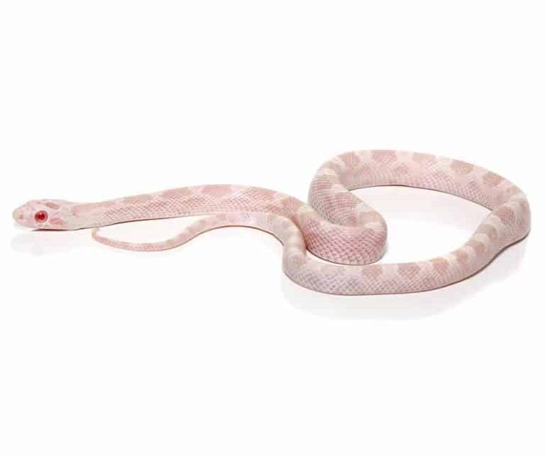 baby-avalanche-cornsnake baby avalanche cornsnake e1747296986574