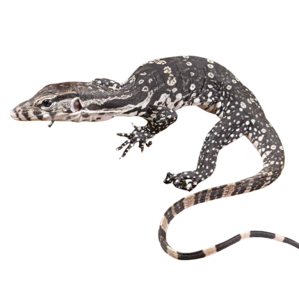 Baby Axanthic Water Monitor
