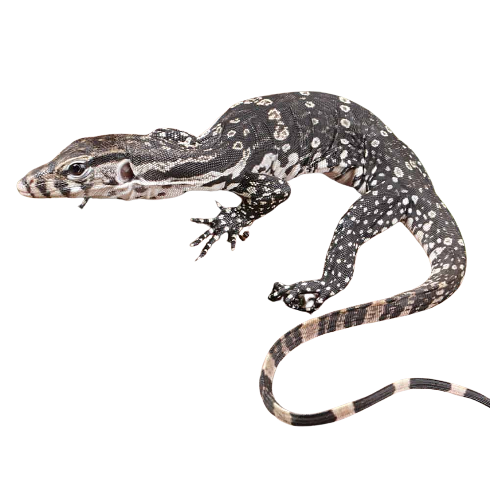 baby-axanthic-water-monitor baby axanthic water monitor