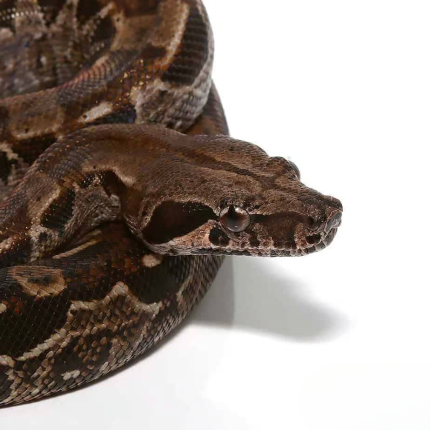 Baby Aztec Raptor Boa