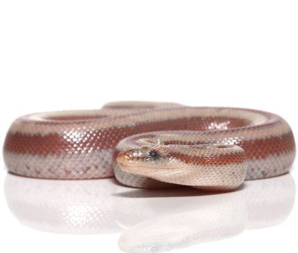 Baby Bay Of LA Rosy Boa