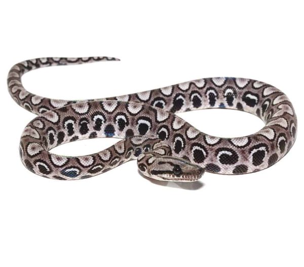 Baby Black Anery Brazilian Rainbow Boa #4