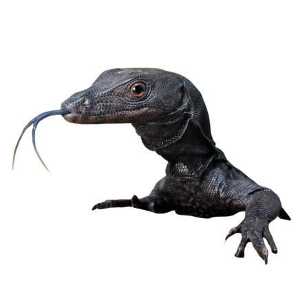 Baby Black Dragon Monitor