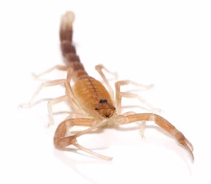 Baby Black Fat Tail Scorpion