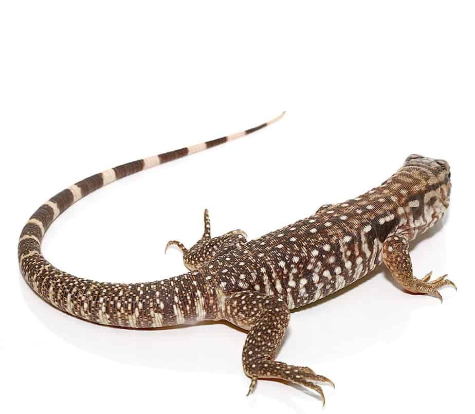 baby-black-flame-tegu baby black flame tegu e1749707083207