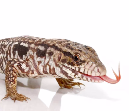 Baby Black Flame Tegu