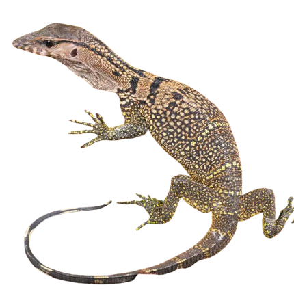 Baby Black Roughneck Monitor