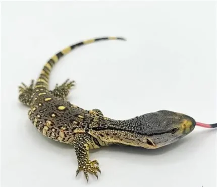 Baby Black Throat Monitor