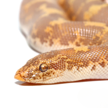 Baby Blonde Albino Kenyan Sand Boa