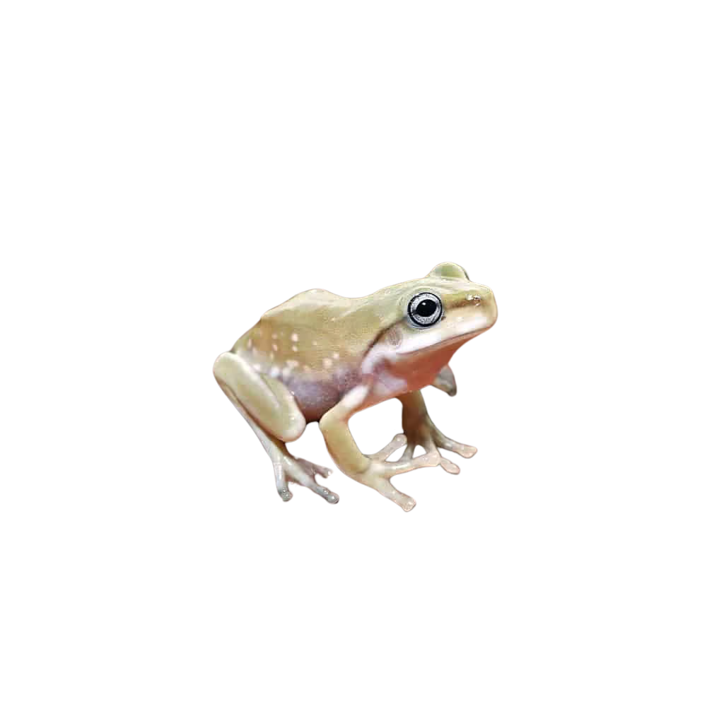 baby-blue-eyed-snowflake-australian-blue-dumpy-tree-frog (1) baby blue eyed snowflake australian blue dumpy tree frog 1