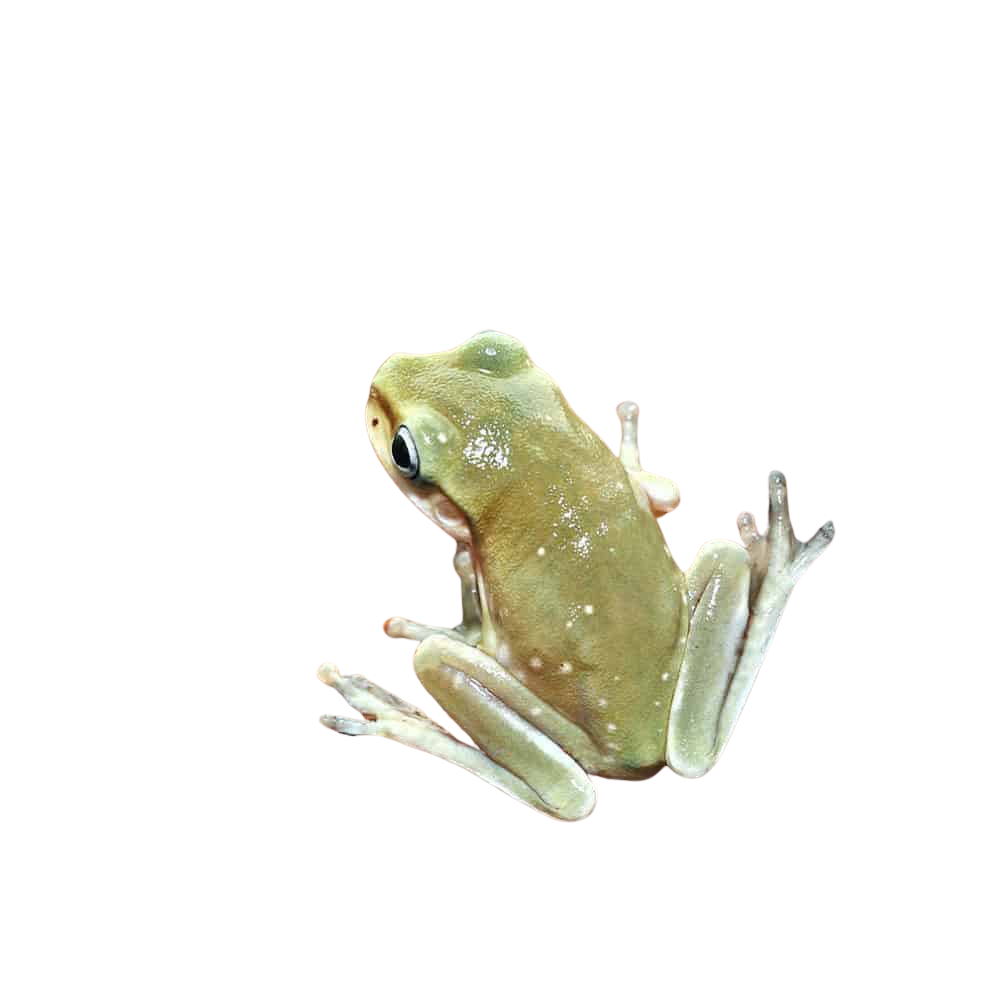 baby-blue-eyed-snowflake-australian-blue-dumpy-tree-frog (2) baby blue eyed snowflake australian blue dumpy tree frog 2