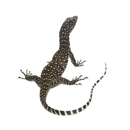 Baby Blue Tail Monitor