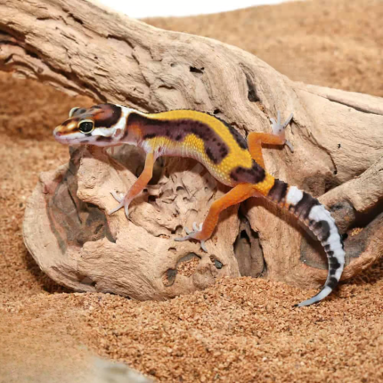 Baby Bold Leopard Gecko