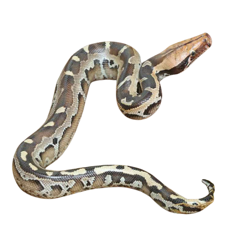 baby-borneo-blood-python (2) baby borneo blood python 2