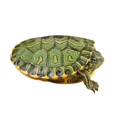 Baby Brazilian D’Orbigny’s Slider Turtle